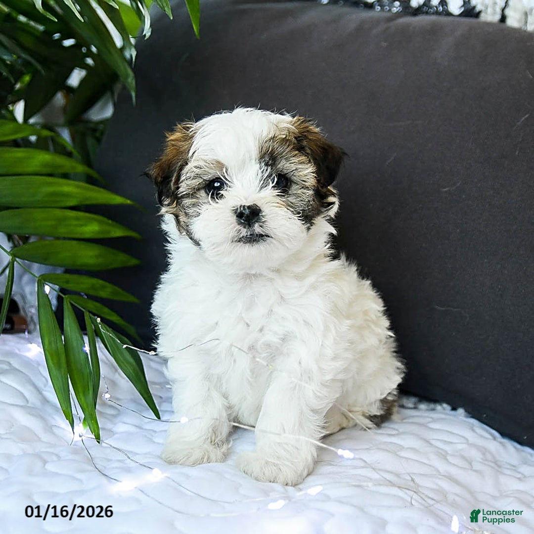 Mixed Breed dogs for sale: Cheese Puff - Ad 4