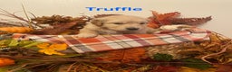 Golden Retriever dogs for sale: Truffle - Ad 1