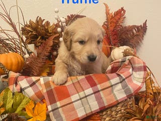 Golden Retriever dogs Truffle - Ad 1