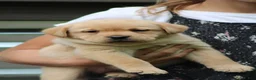 Labrador Retriever dogs for sale: Willow - Ad 6