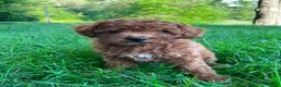 Cavapoo dogs for sale: Miss Arlee - Ad 5