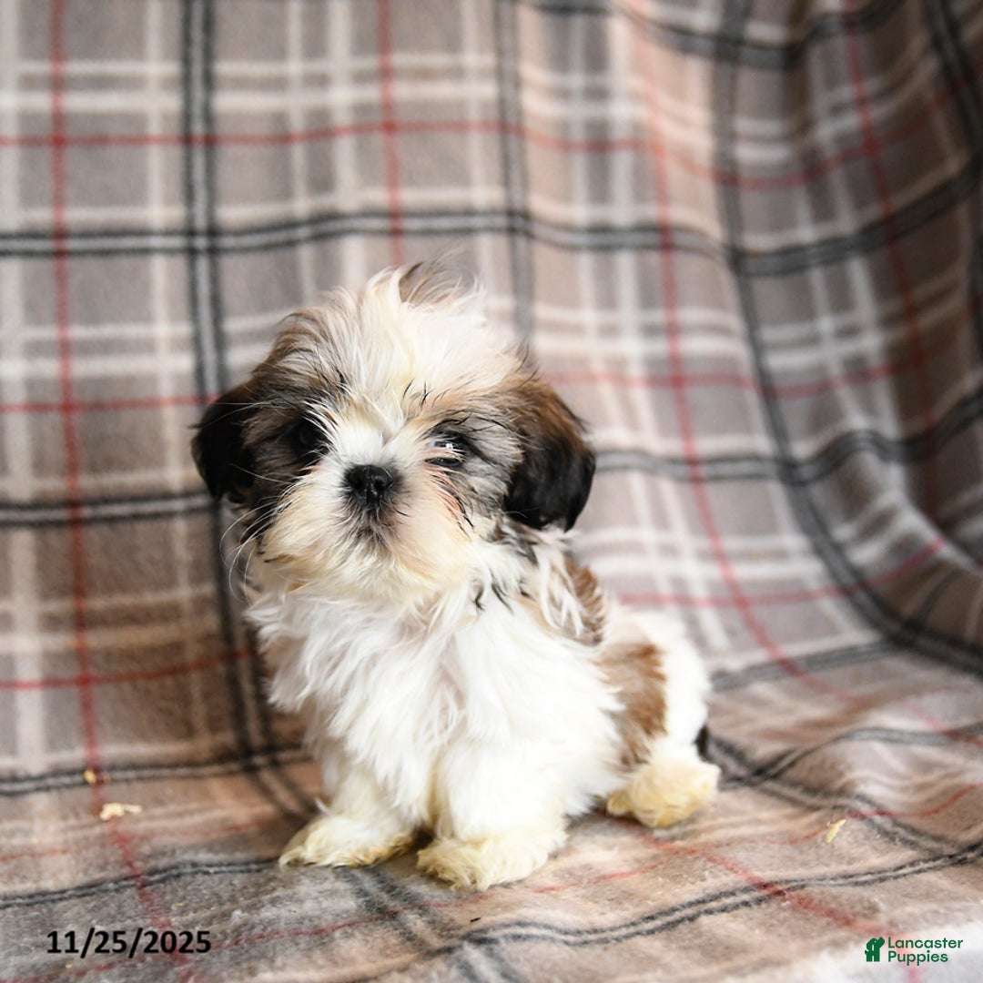 Shih Tzu dogs for sale: Caleb - Ad 3