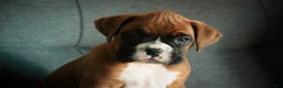 Boxer dogs for sale: Carrie - Ad 10