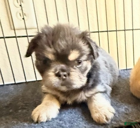 French Bulldog dogs for sale: Wardorf - Ad 3