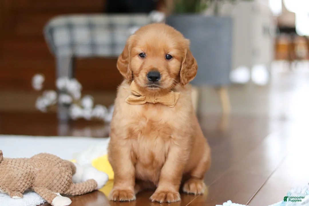 Golden Retriever dogs for sale: Alex - Ad 6