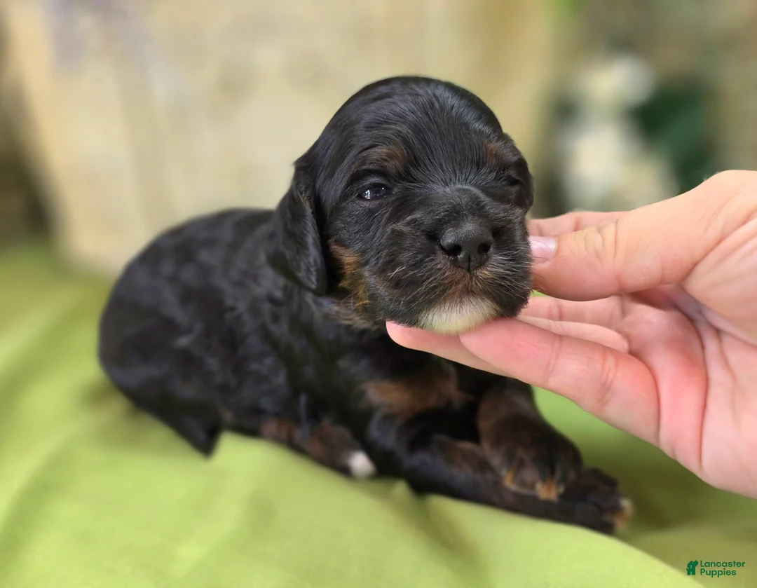 Cockapoo dogs for sale: Lady - Ad 1