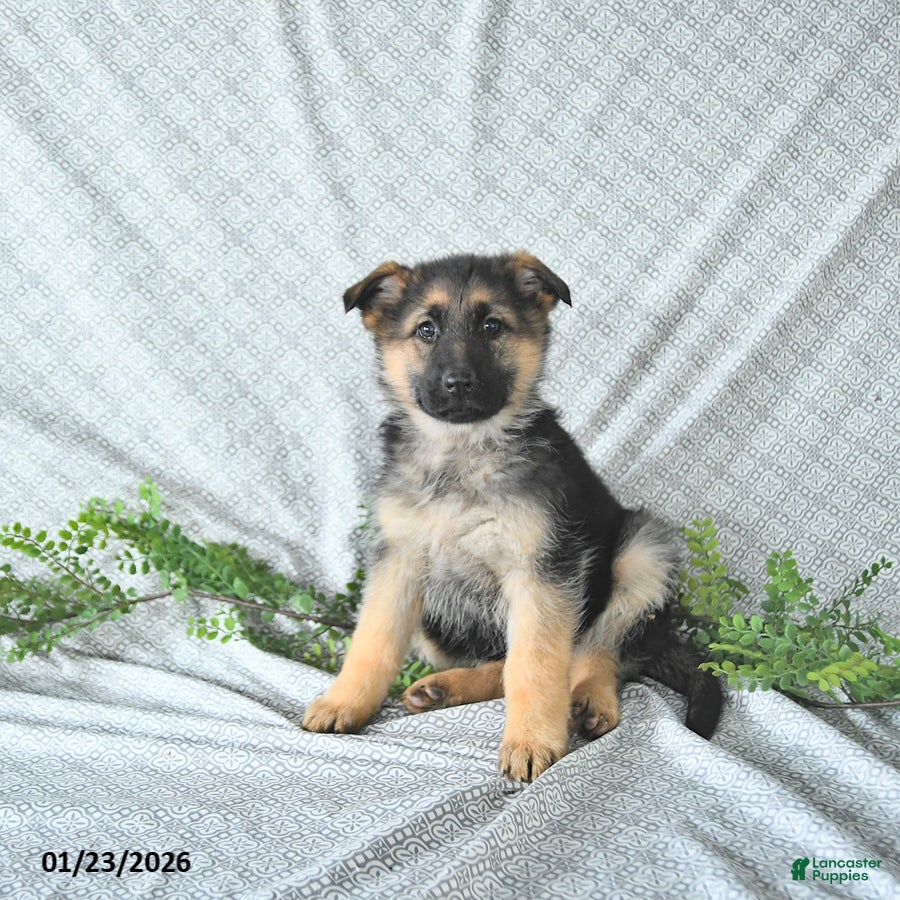 German Shepherd dogs Lexi  - Ad 11