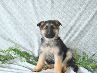 German Shepherd dogs Lexi - Ad 11