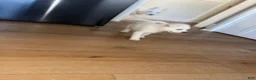 Alaskan Husky dogs for sale: Storm - Ad 2