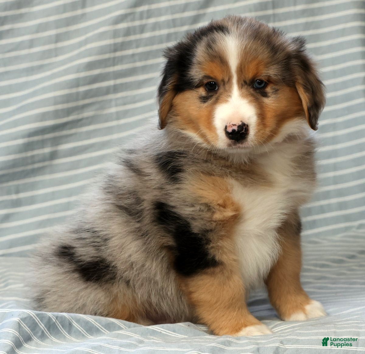Australian Shepherd dogs for sale: Hunter - Ad 7