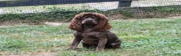 Cockapoo dogs for sale: Ace - Ad 6