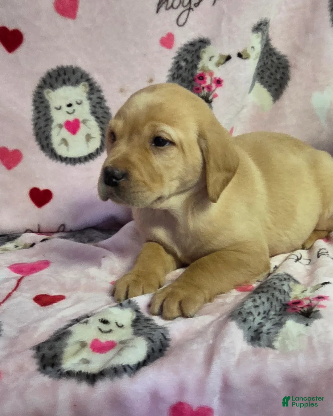 Labrador Retriever dogs for sale: Charlie - Ad 3