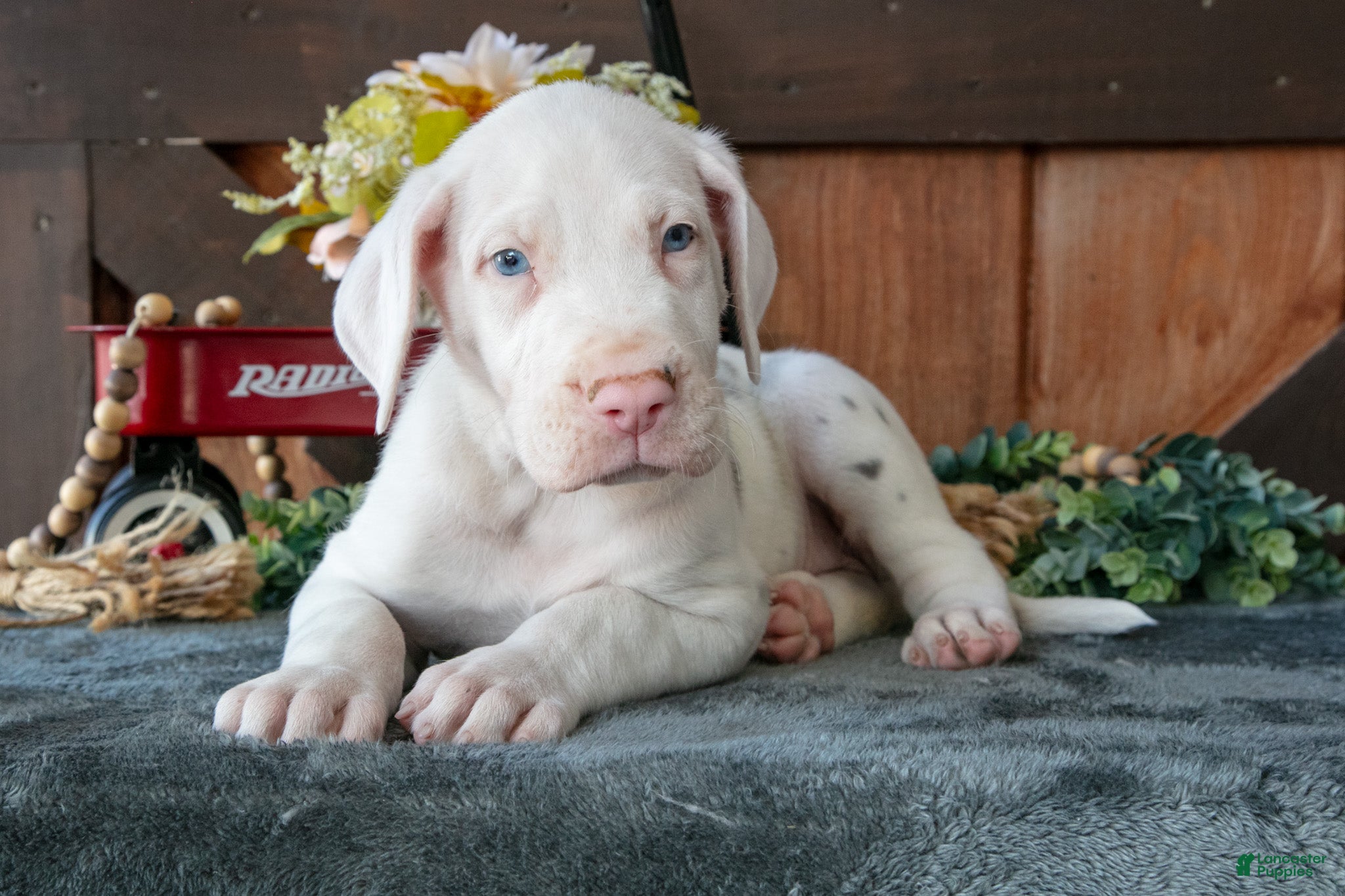 Great Dane dogs for sale: Amber - Ad 1