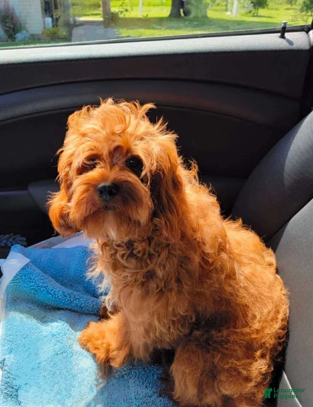 Cavapoo dogs for sale: Nova - Ad 7