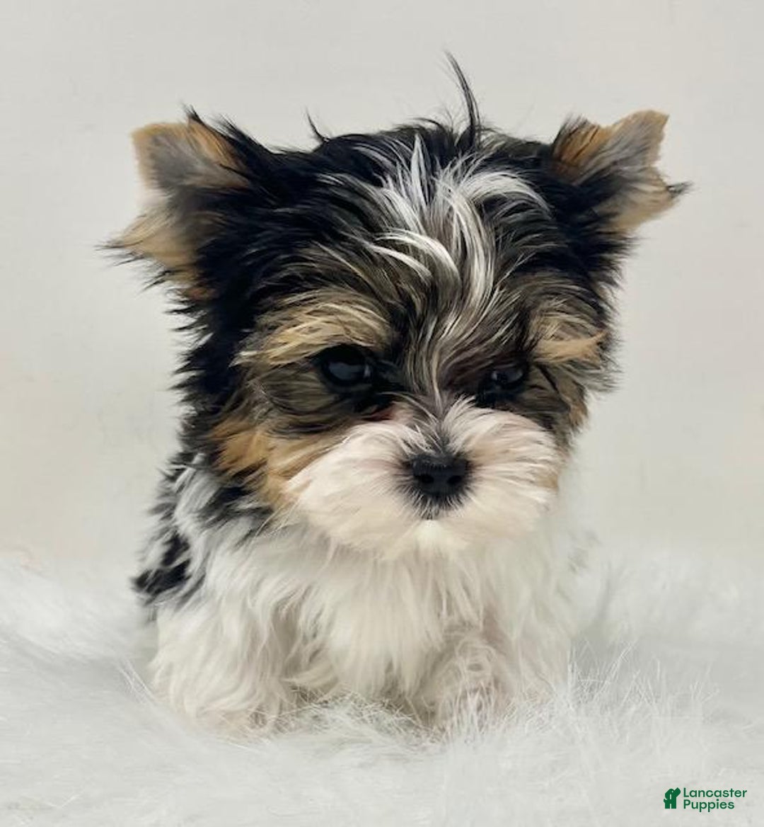 Mixed Breed dogs for sale: Mixed Breed Puppy 1 - Ad 1