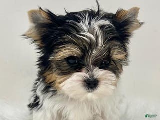 Mixed Breed dogs Mixed Breed Puppy 1 - Ad 33