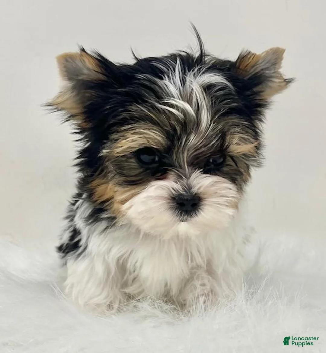 Mixed Breed dogs for sale: Mixed Breed Puppy 1 - Ad 1