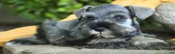 Miniature Schnauzer dogs for sale: Quest Miniature Schnauzer  - Ad 3