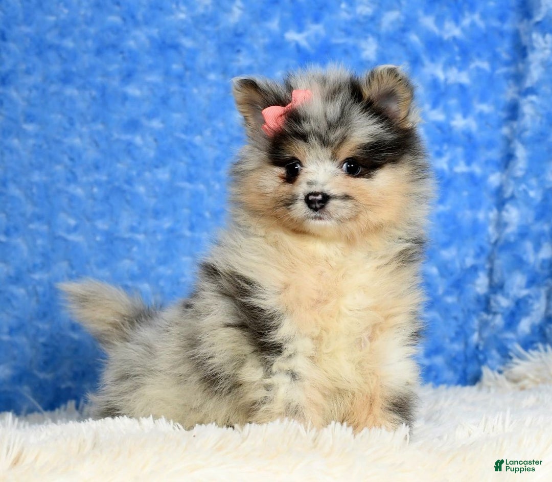 Rochester Ny Lollypop Farms Dogs Vintage Humane Society Lollypop