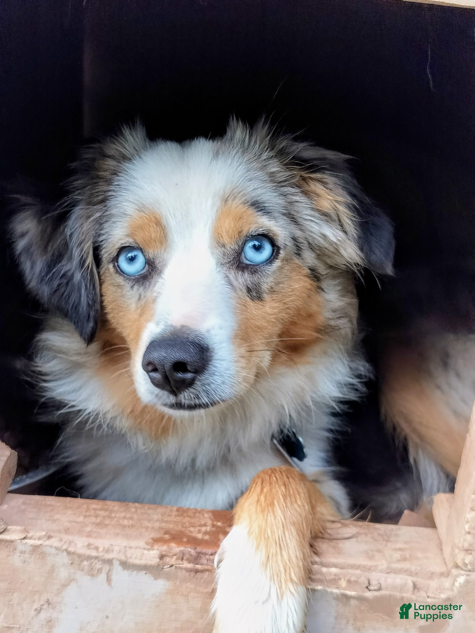 Miniature Australian Shepherd dogs Miniature Australian Shepherd Puppy 1 - Ad 8