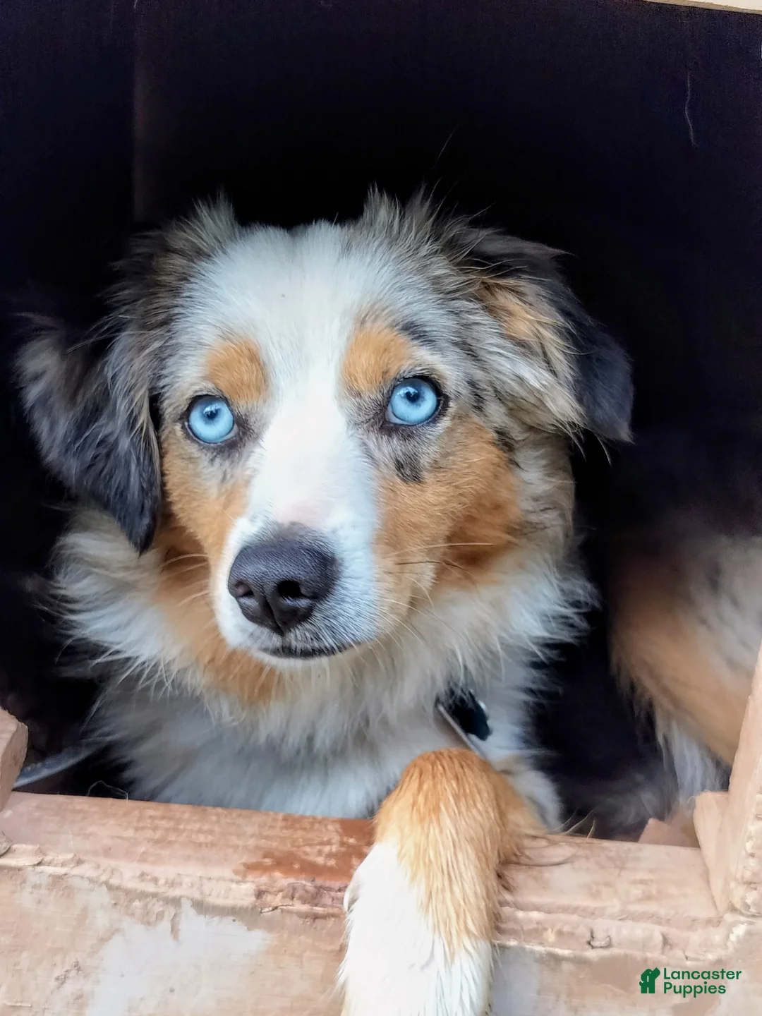 Miniature Australian Shepherd dogs for sale: Miniature Australian Shepherd Puppy 1 - Ad 1