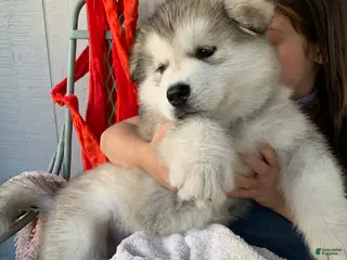 Alaskan Malamute dogs Tiny Tail - Ad 1
