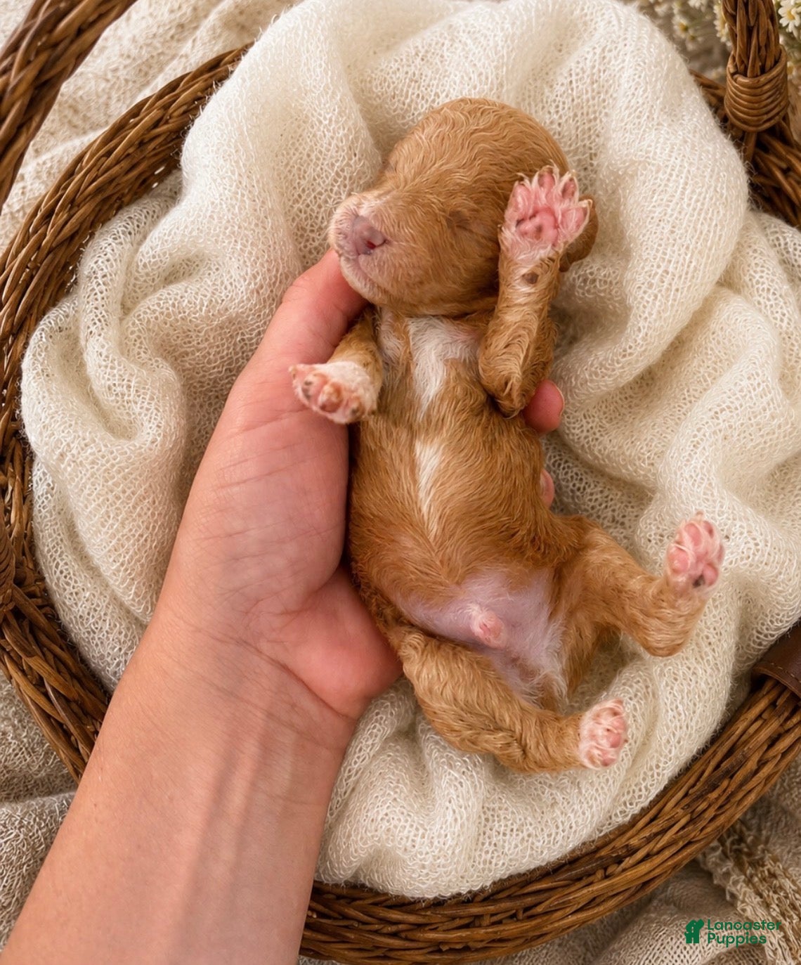 Miniature Poodle dogs Kylo - Ad 1