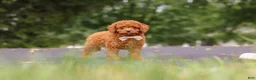Cavapoo dogs for sale: Wallen - Ad 8