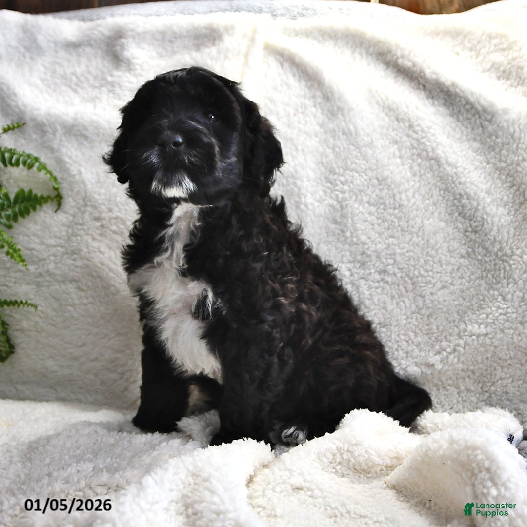 Portuguese Water Dog dogs for sale: Denny - Ad 9