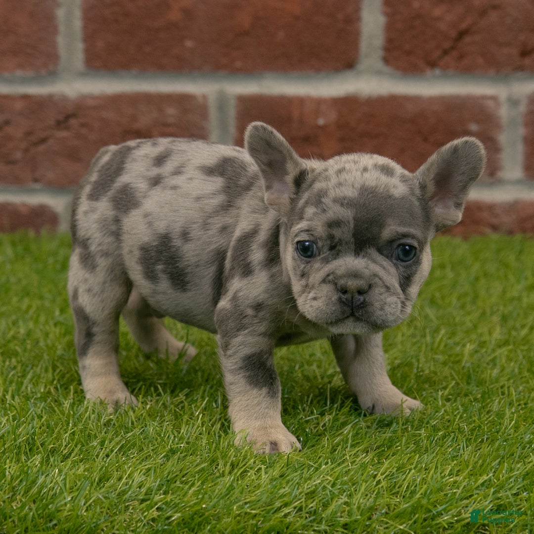 French Bulldog dogs for sale: Gus - Ad 3