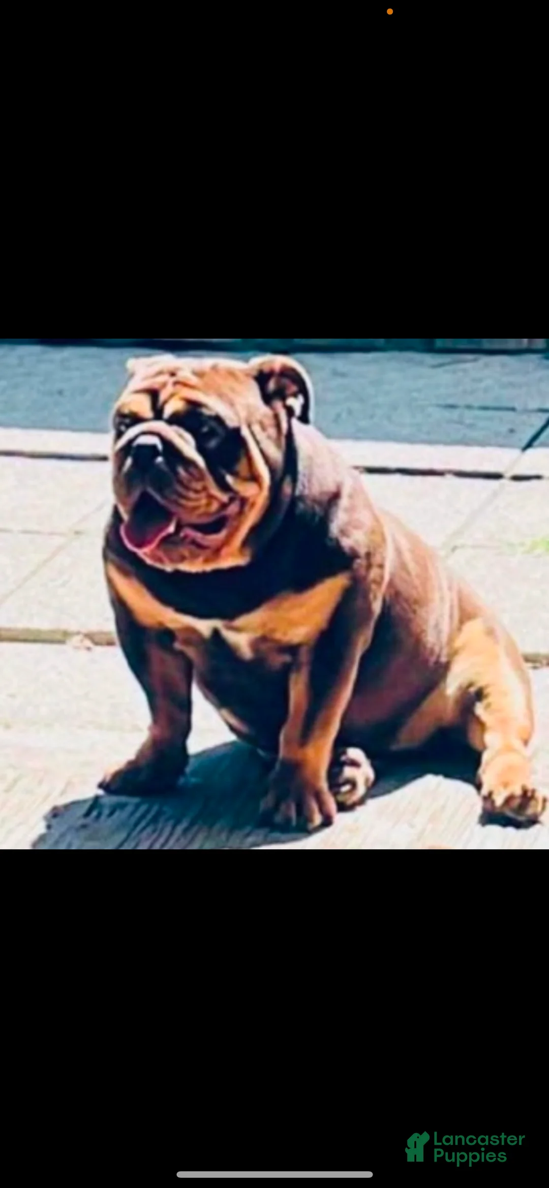 English Bulldog dogs for sale: English Bulldog Puppy 6 - Ad 2