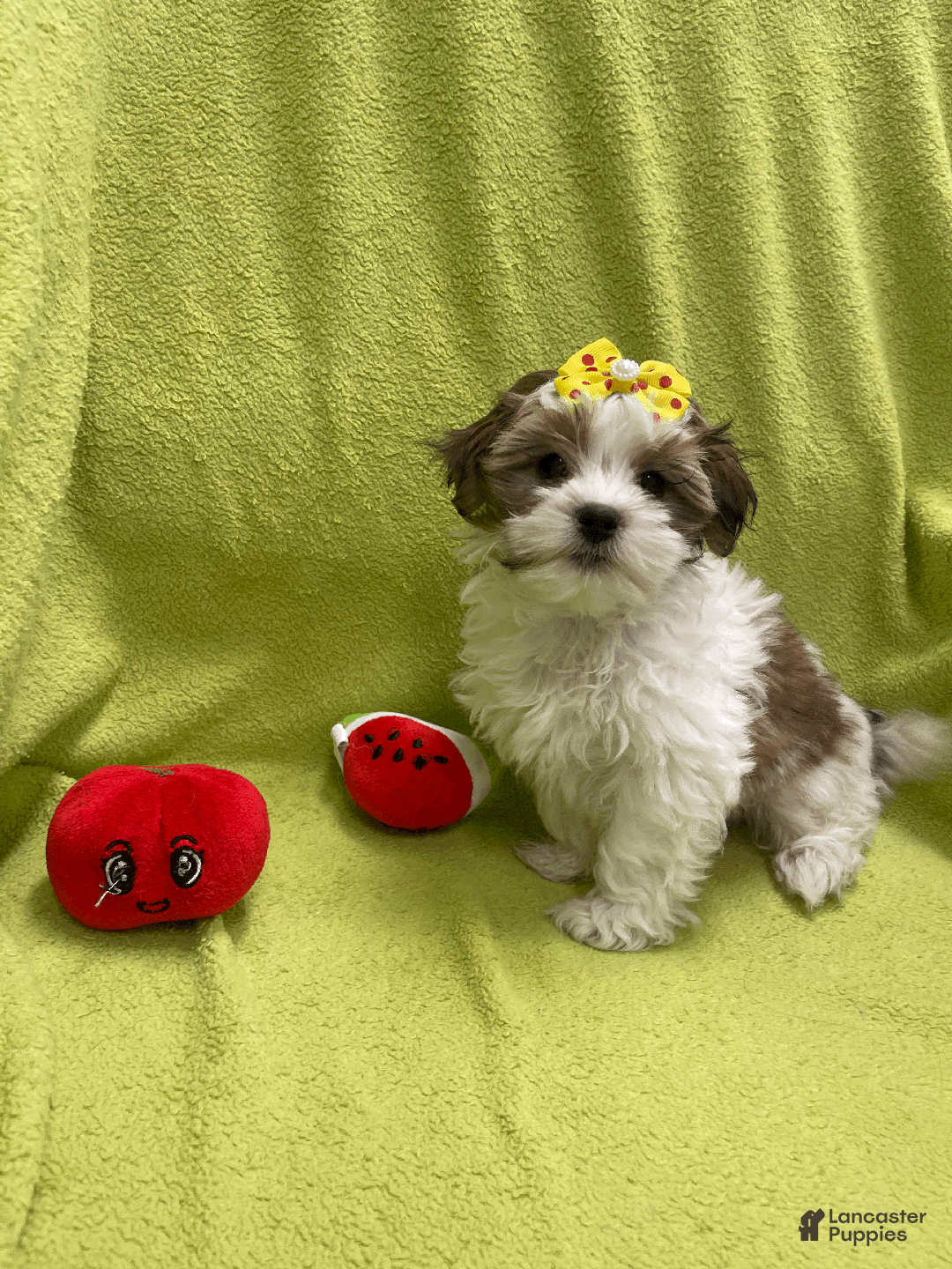 Malshi dogs for sale: Max - Ad 5