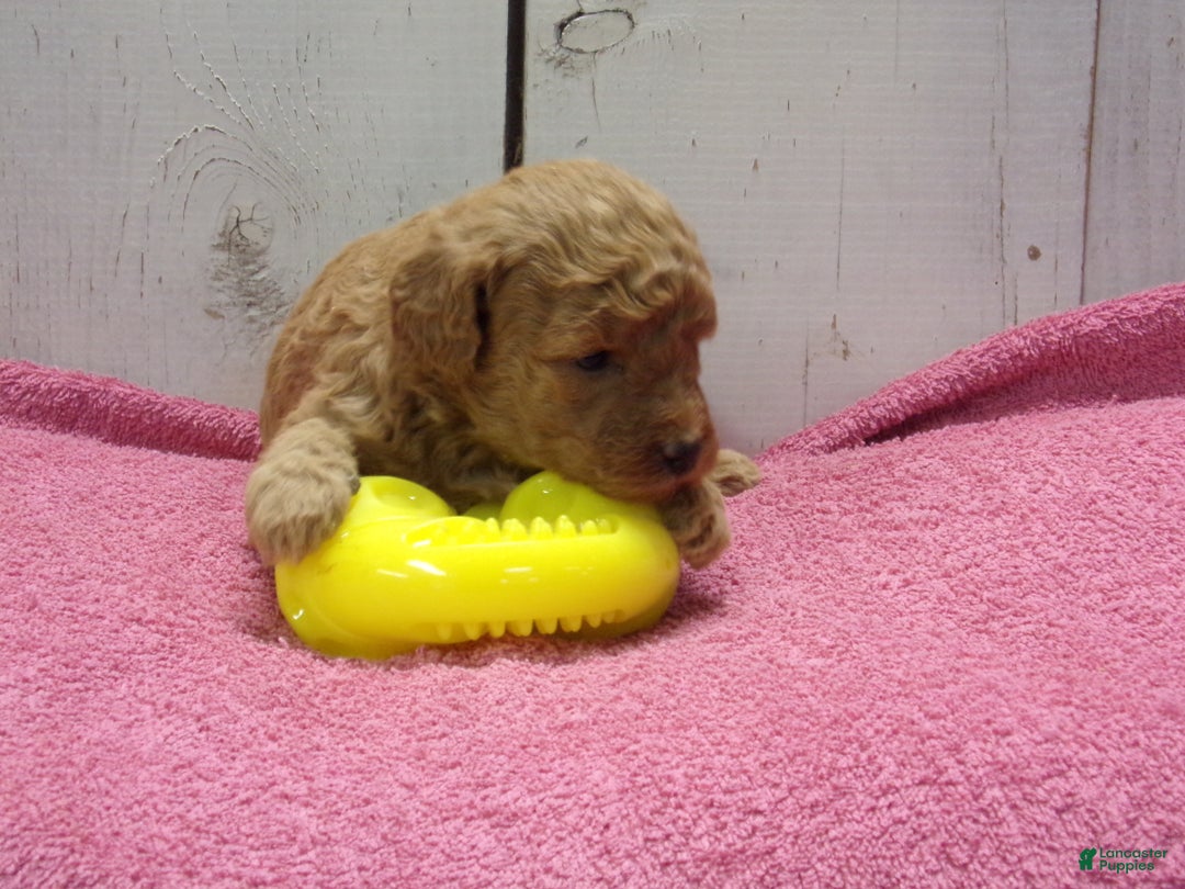 Standard Poodle dogs for sale: Emma - Ad 2