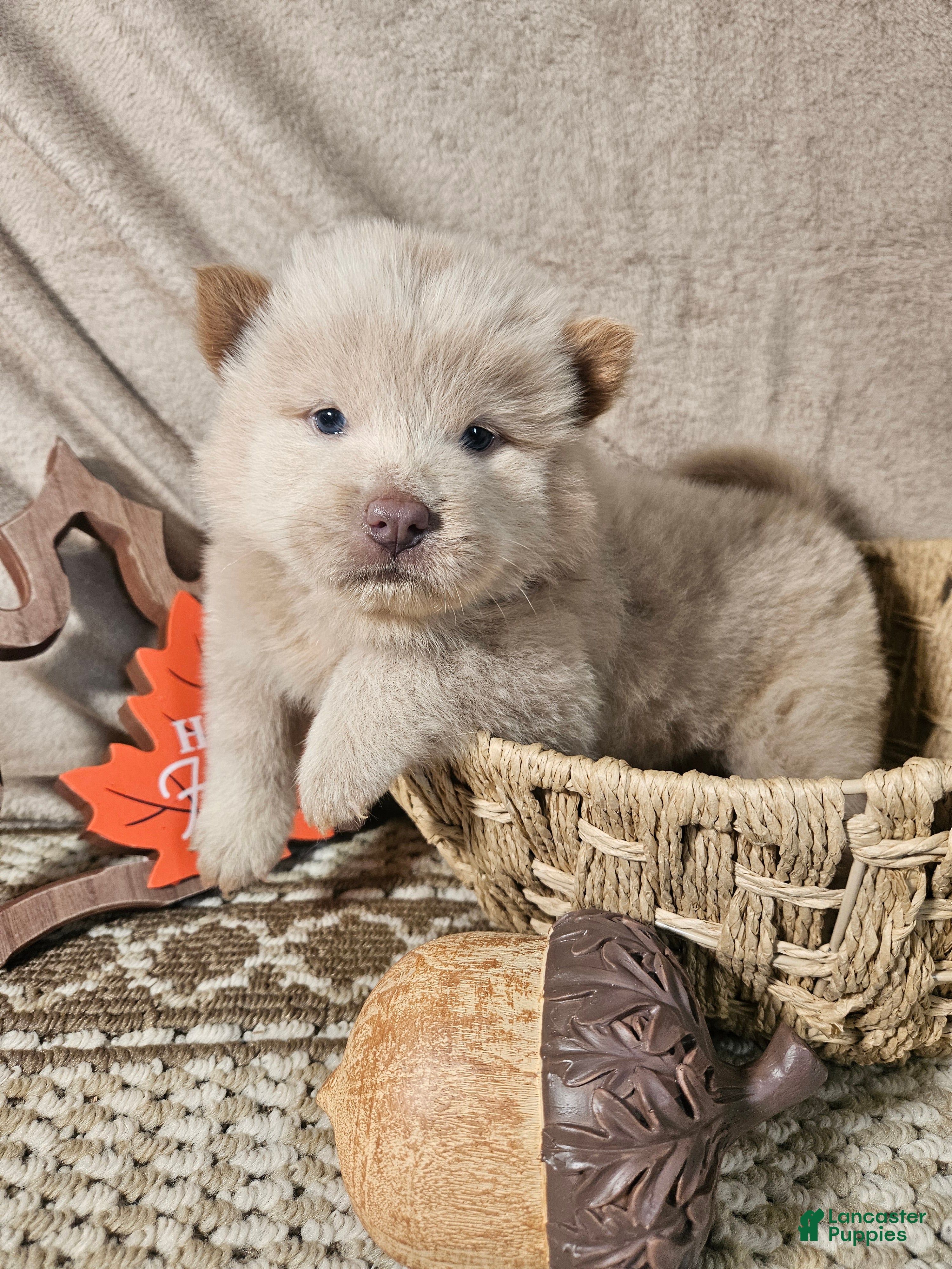 Chow Chow dogs Cream rough chow 2 - Ad 1