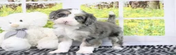 Mini Bernedoodle dogs for sale: Rose - Ad 4