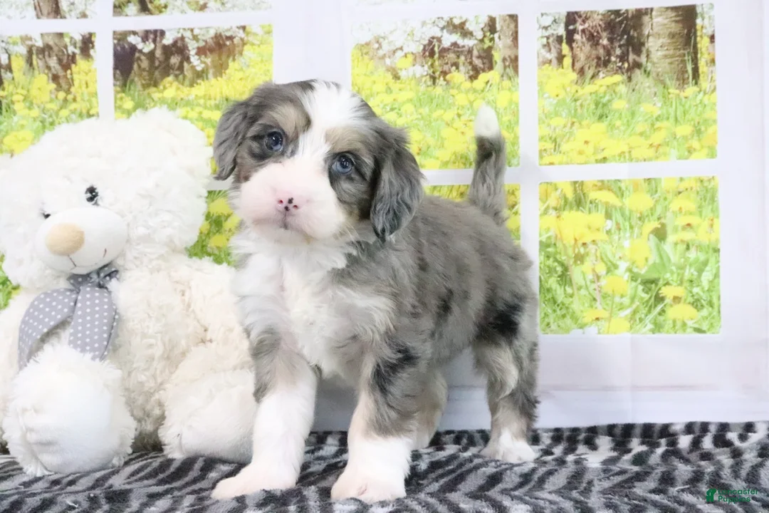 Mini Bernedoodle dogs for sale: Rose - Ad 4