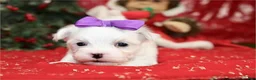 Maltese dogs for sale: Maltese Puppy 2 - Ad 2