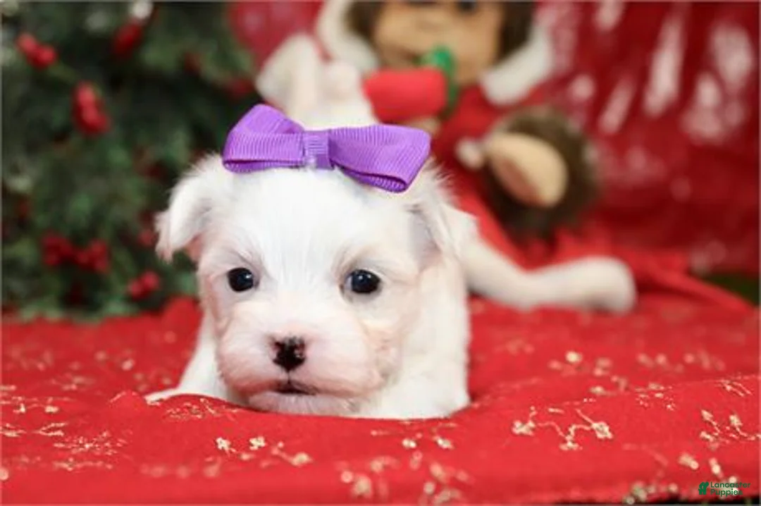 Maltese dogs for sale: Maltese Puppy 2 - Ad 2