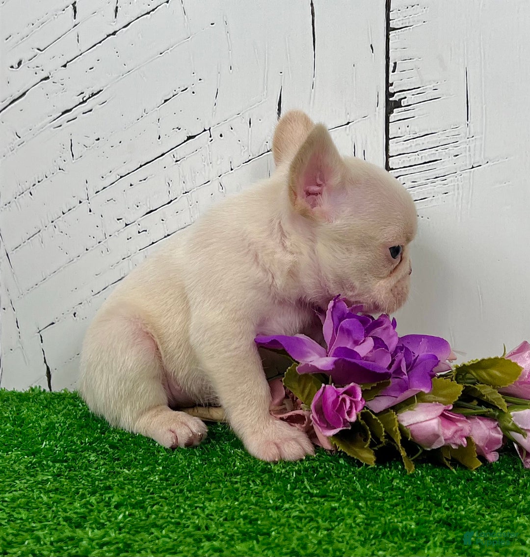 French Bulldog dogs for sale: Dolly - Ad 2