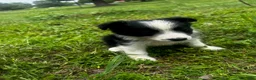 Australian Shepherd dogs for sale: Australian Shepherd Puppy 3 - Ad 3