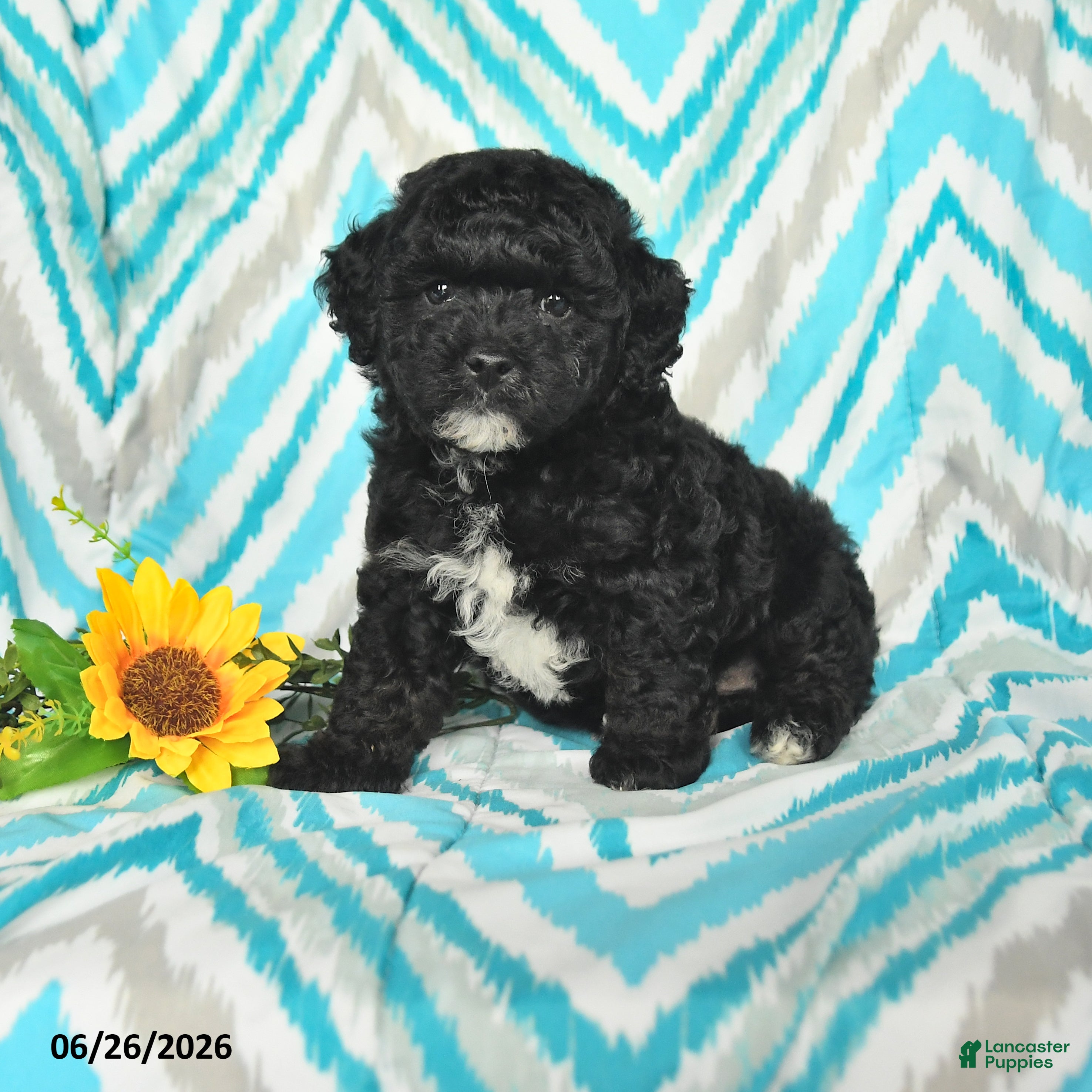 Mini Goldendoodle dogs Justin - Ad 1