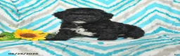 Mini Goldendoodle dogs for sale: Justin - Ad 1