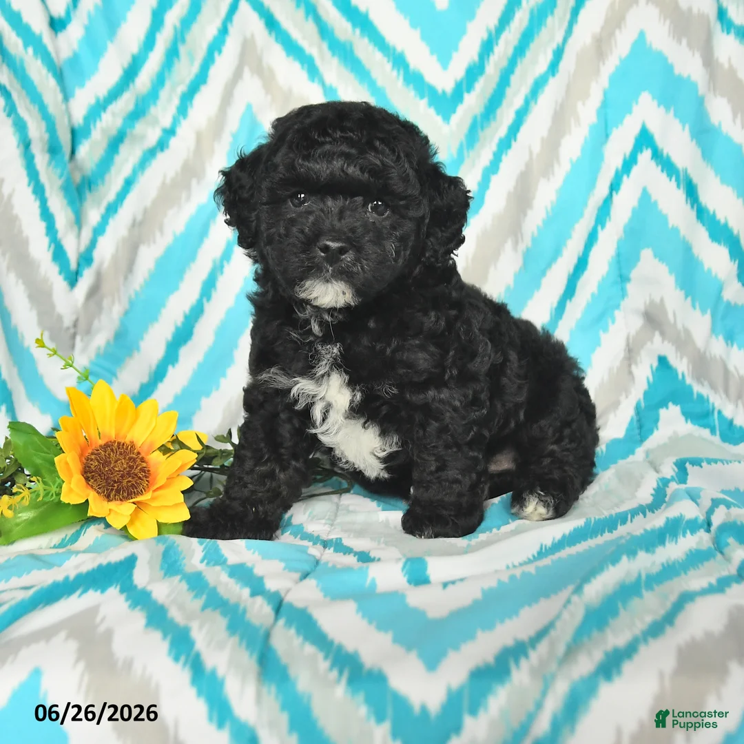 Mini Goldendoodle dogs for sale: Justin - Ad 1