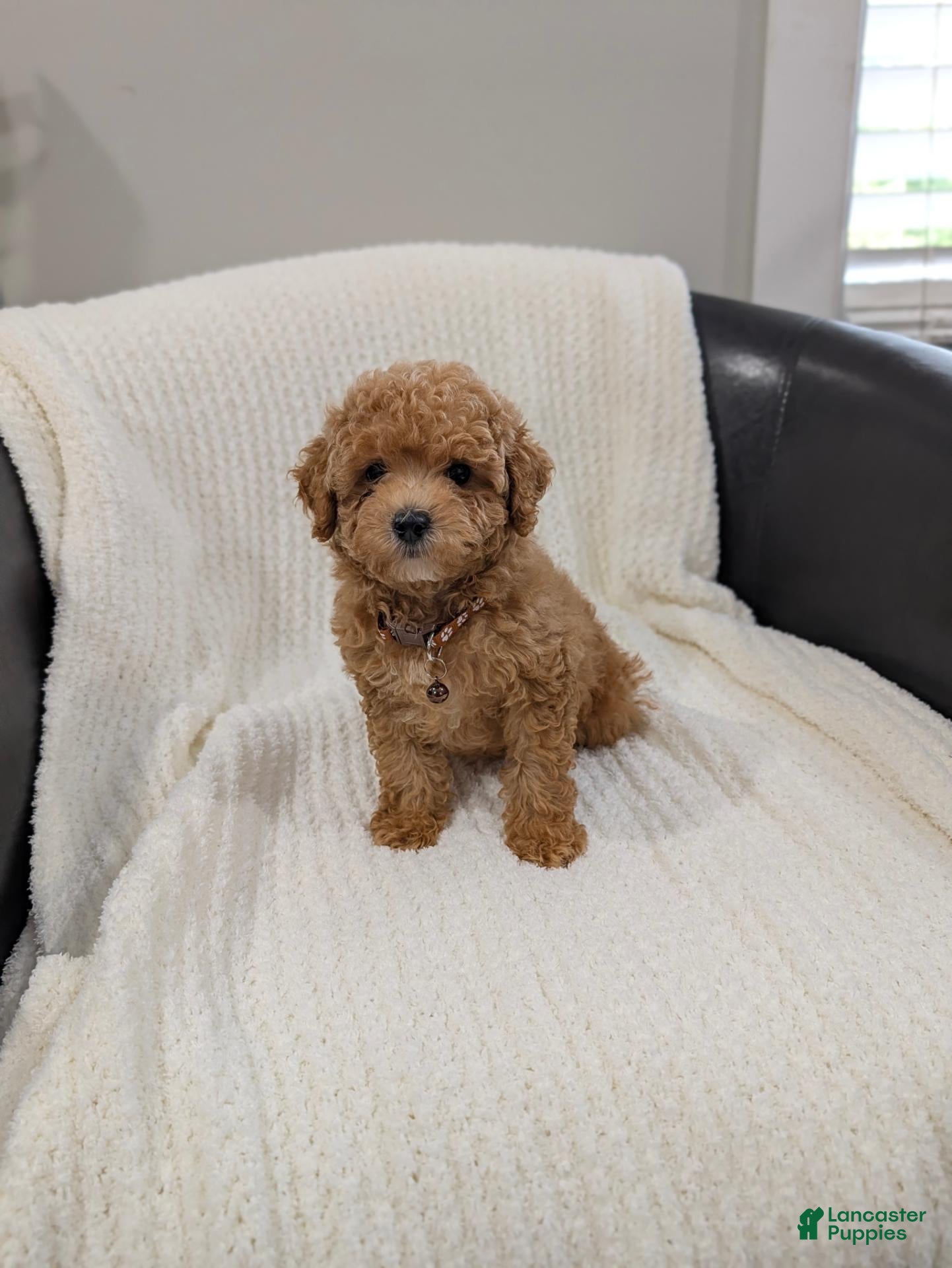 Toy Poodle dogs Sunny  - Ad 1