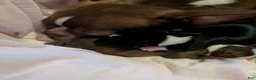 Boston Terrier dogs for sale: Boston Terrier 1 - Ad 10