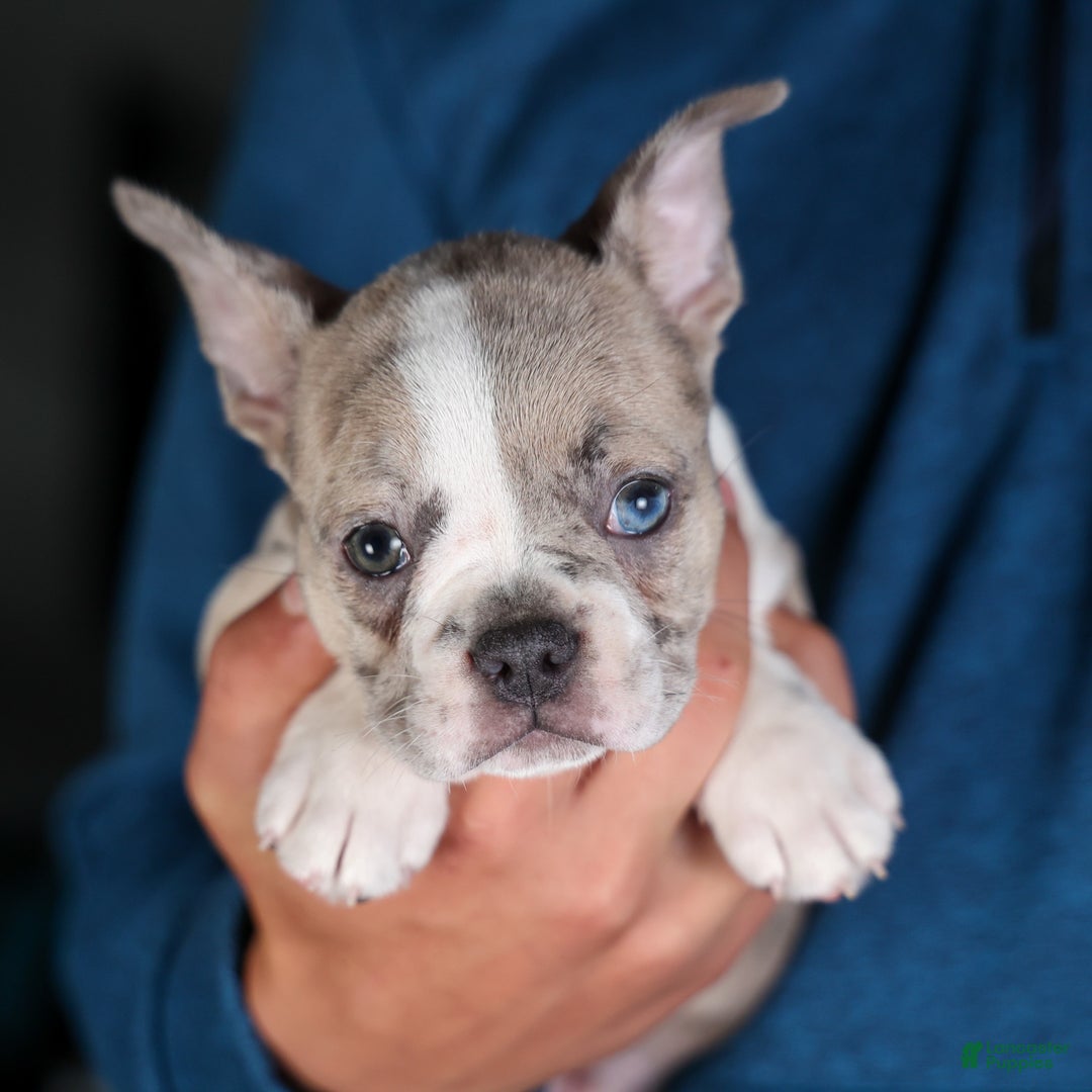 Frenchton dogs for sale: NORA - Ad 2