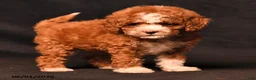 Toy Poodle dogs for sale: Dixie - Ad 4