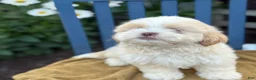Shih Tzu dogs for sale: Hank - Ad 6