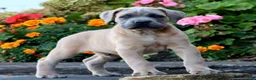 Cane Corso dogs for sale: Mr Sarge - Ad 3