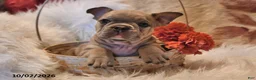 Frenchton dogs for sale: Puddles - Ad 4